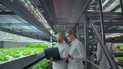 Vertical Farms Modern Production Or Cultivation Of Vegetable Plants In