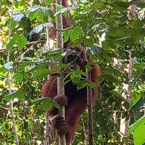 Mengenal Primata Utama Di Kawasan Konsesi Pt Alam Bukit Tigapuluh