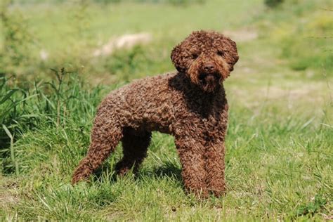 Lagotto Romagnolo carattere cure curiosità e consigli su questa razza