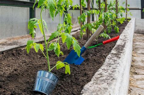 How Deep Should Tomatoes Be Planted Explained Gardening Break