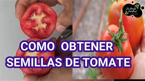 C Mo Conseguir Semillas De Tomate Muy F Cil Y Consejos Para Una