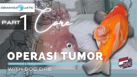 Operasi Tumor Ikan Mas Koki Part 1 Operasi Tumor Itu Gampang