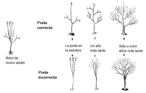 Como Podar De Rboles Frutales Arboles Frutales En Podar