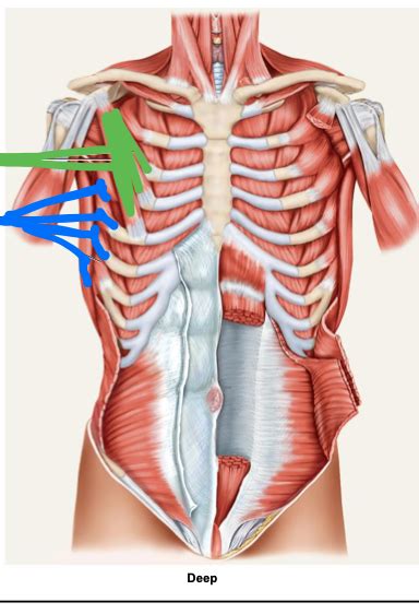 Scapular Part II Diagram | Quizlet