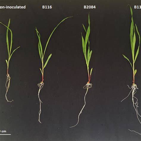 Maize Seedlings Grown In Hydroponics And Submitted To Treatment With