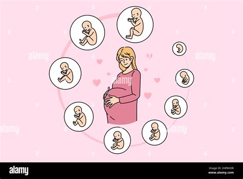 Pregnant Woman With Embryo Development Stages Stock Vector Image And Art Alamy