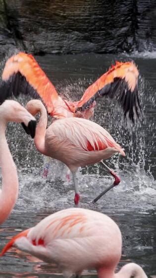 Flamingos courting just in advance of mating season. Flamboyance of Flamingo During Mating ...