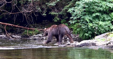 Grizzly Bear River Stock Footage Video (100% Royalty-free) 31298077 ...