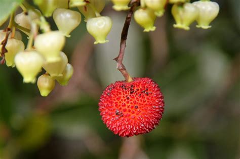 Kostenlose Foto Natur Bl Hen Frucht Blume Bl Tenblatt