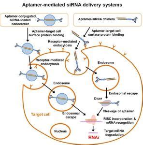 Targeted siRNA Delivery Using Aptamer-siRNA Chimeras and Aptamer ...