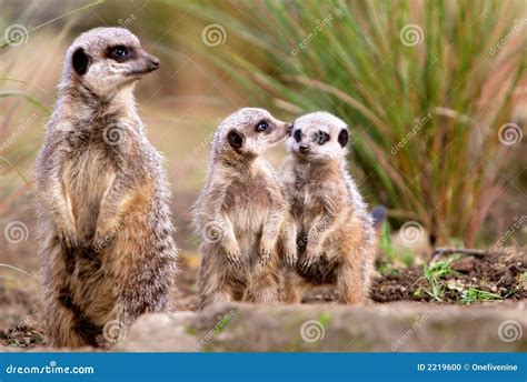 meerkat family stock photo image  family prey alert