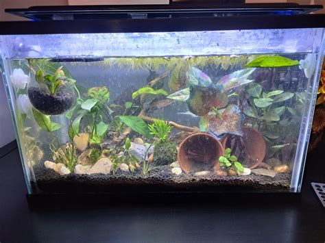 I just set up a 5 gallon tank, mostly live plants minus the 2 fake ...