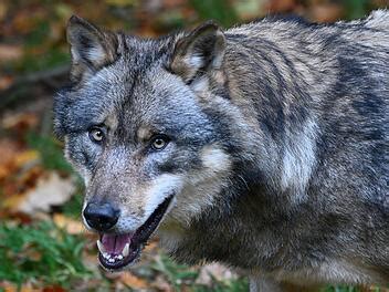 Hinterweidenthal Wolf T Tet Und Verletzt F Nf Nutztiere