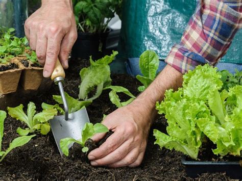 How And When To Transplant Seedlings To Garden