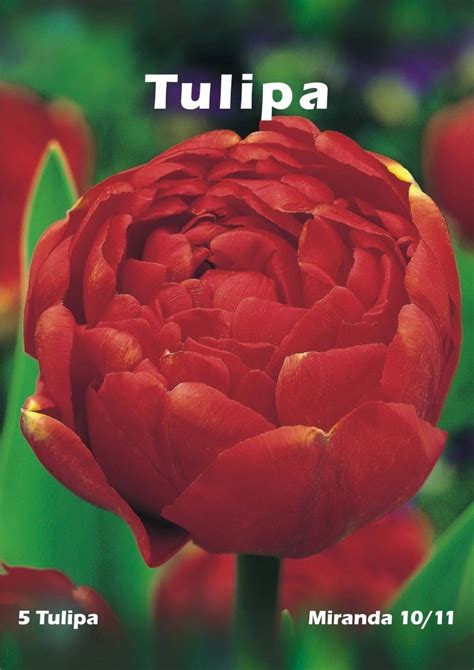 Tulipan Odm Miranda Tulipa Sp 5 Szt Kupuj W OBI