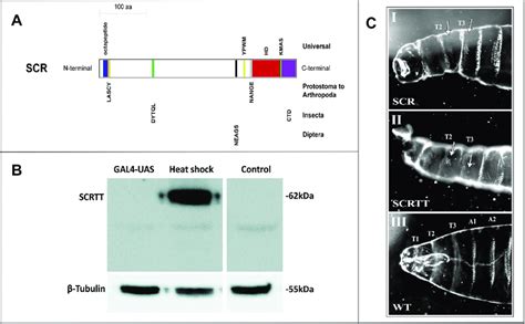 Bs Reduced Functional Domainsmotifs Expression And Phenotype