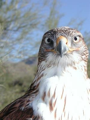 The Arizona Sonora Desert Museum In Tucson Must See The Raptor Free