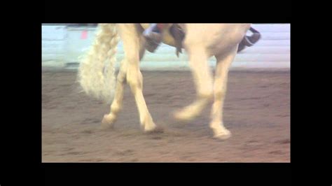 2013 Pomona Horse Expo Gaited Horses Youtube