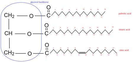 Draw The Structure Of A Triacylglycerol Composed Of Equal Am Quizlet