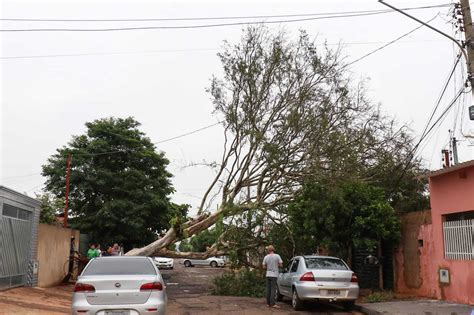 Rvore De Metros Despenca Sobre Casa Derruba Fios E Interdita Rua