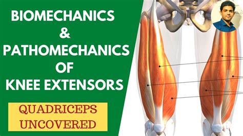 Biomechanics Pathomechanics Of Knee Extensors Quadriceps Uncovered