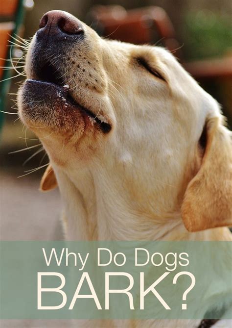 Why Do Dogs Bark The Labrador Site