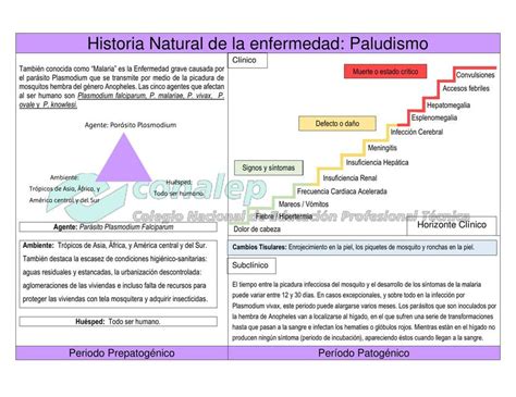 Historia Natural De La Enfermedad Paludismo Valevirz Udocz Porn Sex