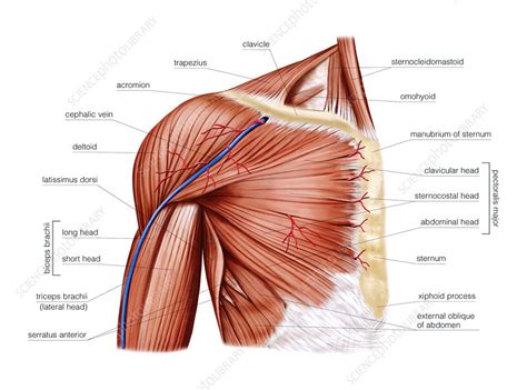 √ Shoulder Muscles Diagram / Shoulder Muscles Diagram Quizlet - What's ...