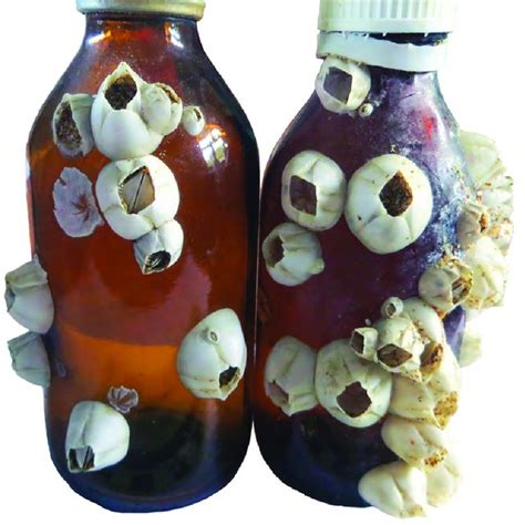 Barnacles (Balanus) attached to bottles. Black Sea, Kerch Peninsula ...