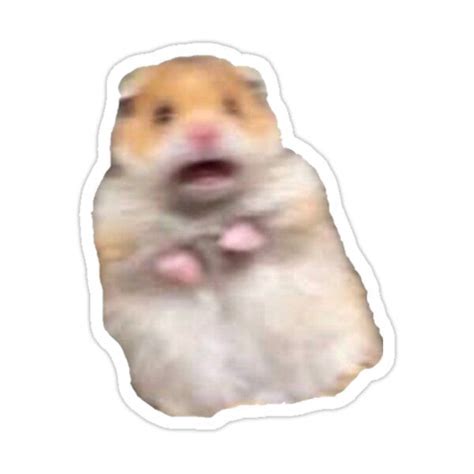 screaming hamster meme Sticker by james-heath | Meme stickers, Hamster ...