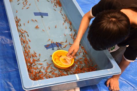 目指せ全国大会！金魚すくい選手権奈良県予選兼大和郡山市大会に挑戦しよう【大和郡山市】