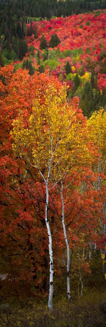 More Utah Fall Colors | Clint Losee Photography