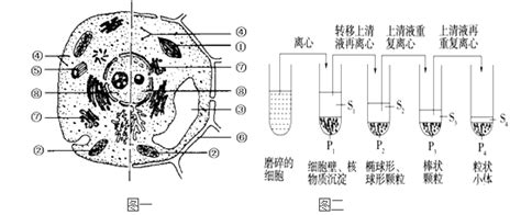 细胞器结构图,细胞器手绘图,八种细胞器简图(第5页)_大山谷图库