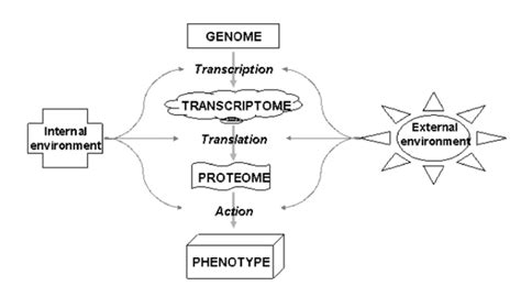 The hierarchy of gene expression underlying phenotypic plasticity (from ...