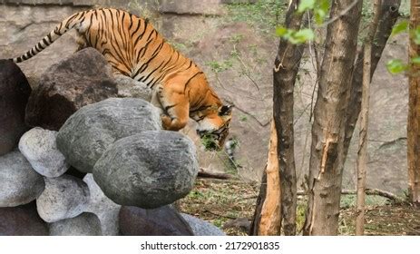 Royal Bengal Tiger Sundarban National Forest Stock Photo 2172901835 ...