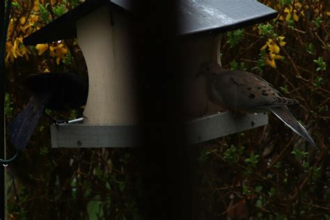 Mourning Dove From Oil City Pa 16301 Usa On April 11 2024 At 0211