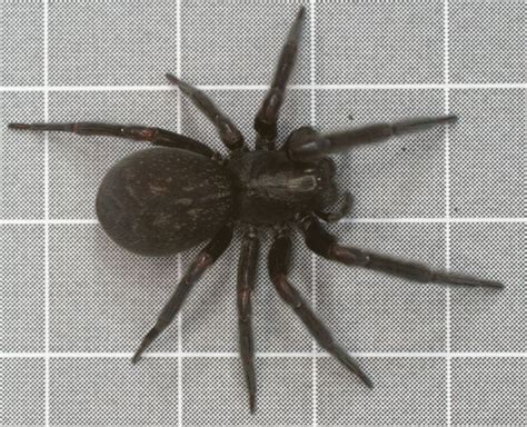 Black House Spider by Drumlanrig on DeviantArt