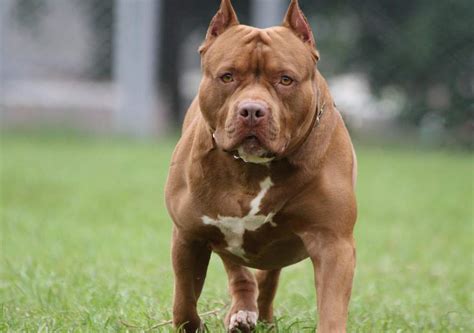 Hình ảnh Chó Pitbull Tổng Hợp Hình ảnh Chó Pitbull đẹp Nhất