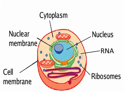 Transport Of Rna To The Cytoplasm Youtube