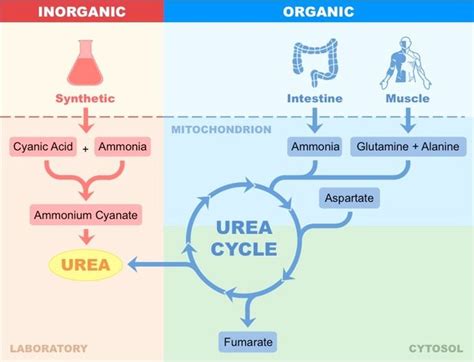 Urea Synthesis in Organic and Living Organisms