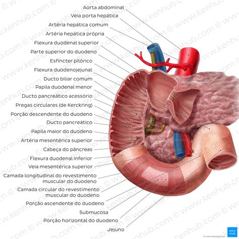 Intestino Delgado Anatomia Do Duodeno Jejuno E Leo Kenhub