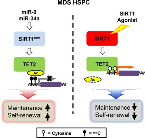 Sirt Activation Disrupts Maintenance Of Myelodysplastic Syndrome Stem