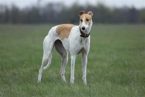 Greyhound Dog: Breed Info, Pictures, Traits & Care – Dogster