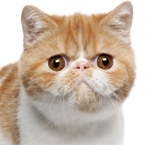 El GATO EXÓTICO de pelo corto (Exotic shorthair) | Todo sobre la raza