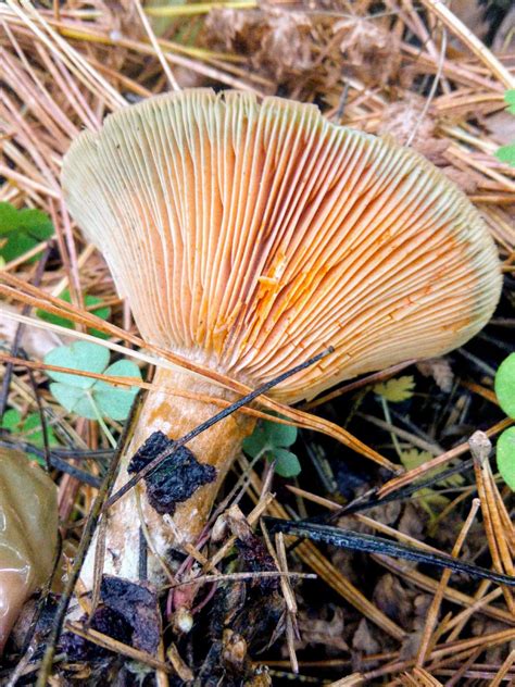 Lactarius deliciosus Guía Completa de Identificación de Hongos