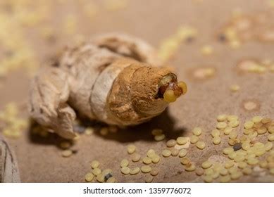 Silkworm Hatching Images Stock Photos Vectors Shutterstock