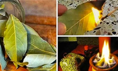 Qué Sucede Si Quemas una Hoja de Laurel Todas las Noches en Casa