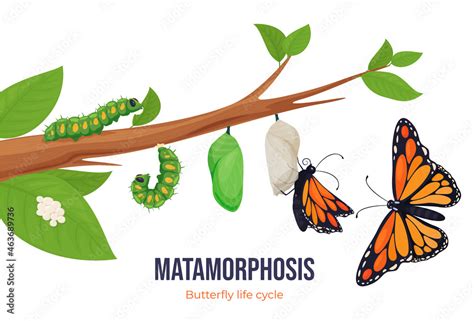 Stockvector Cartoon Butterfly Life Cycle Metamorphosis Vector Flat