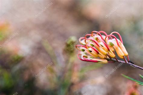 Nativo Australiano Grevillea Semper Florens Planta Con Flores Amarillas