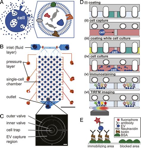 Identifying Extracellular Vesicle Populations From Single Cells Pnas